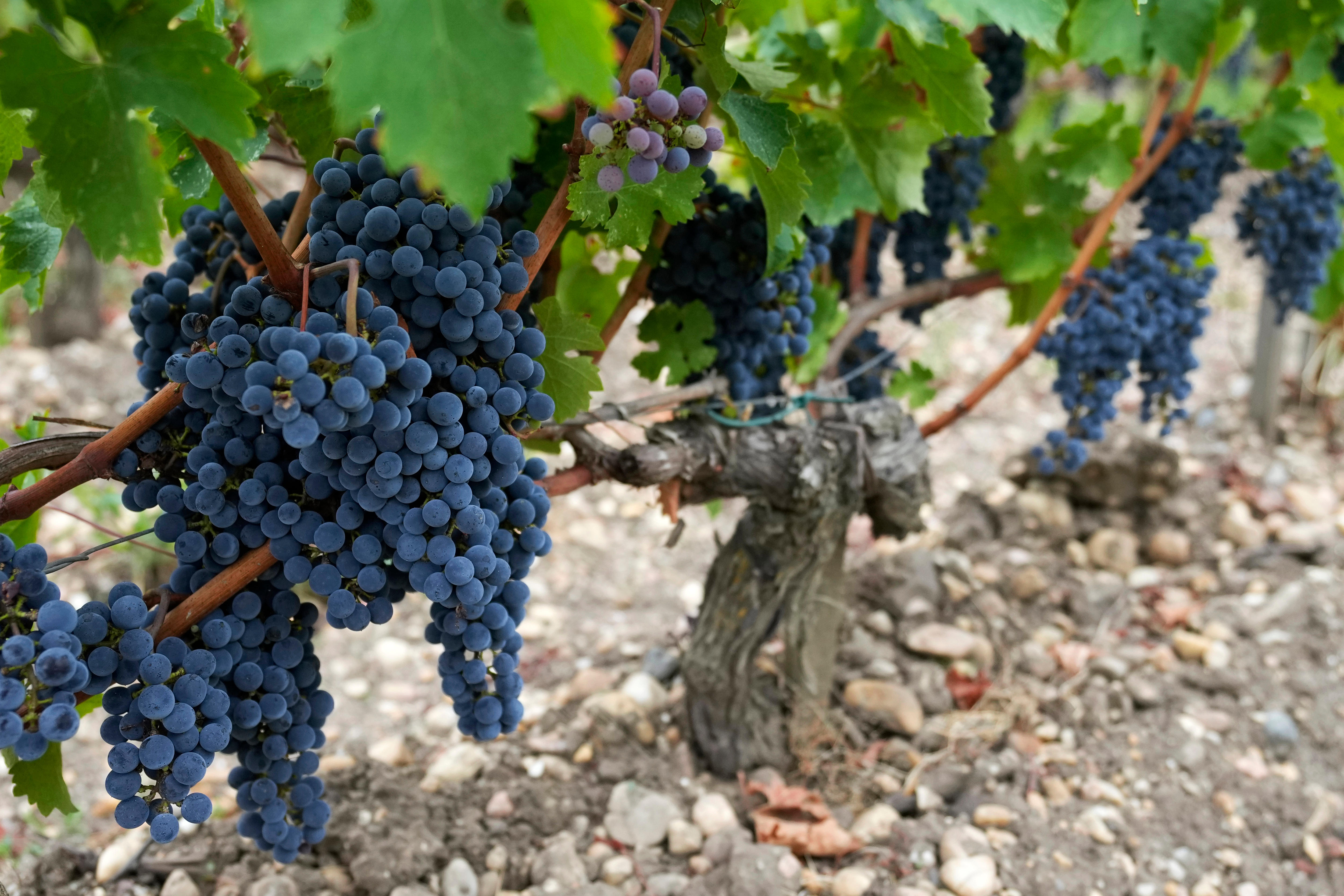 Una cosecha temprana en la peor sequía de la historia del país vinícola francés