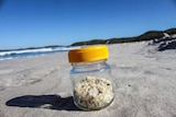 A vegemite jar of while plastic pellets sitting on the shore of a beach.