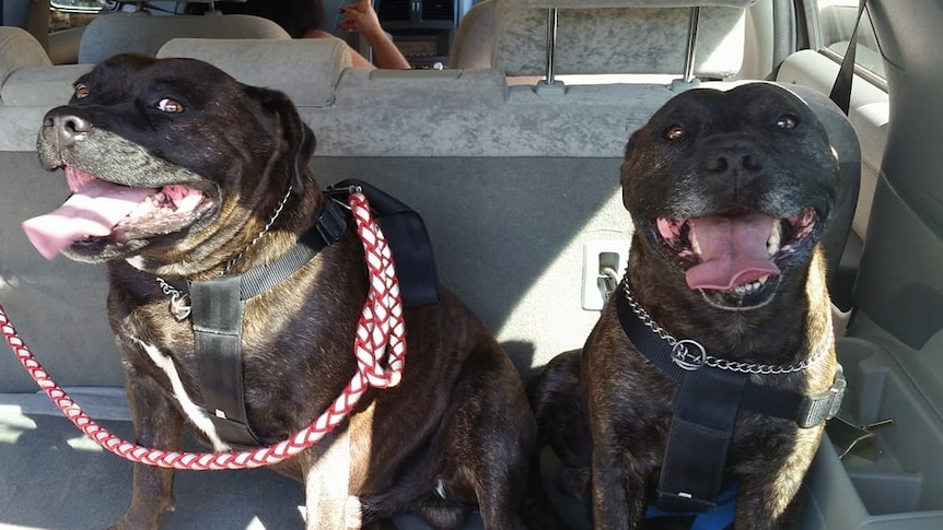 Two Staffordshire cross brindle dogs smiling in the back of a car.