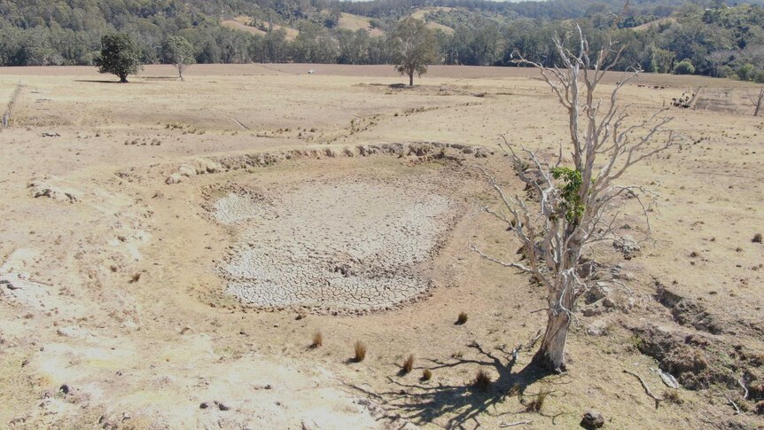 Aerial of an empty dam and dead tree in a brown, open paddock on the Clarke's property near Kempsey