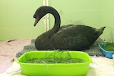 A white swan is left with black feathers after being stained by a contaminant and sits in a room on a bathmat.