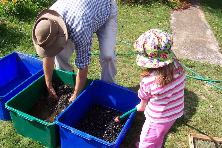 A man leans over a bucket and stirs around dung beetles inside, while a young child holds a hose and fills another bucket.