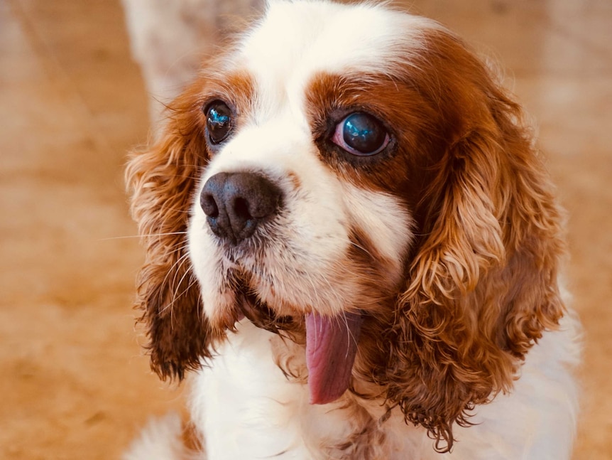 Oscar, the Cavalier King Charles Spaniel, has a broken jaw which was never treated.