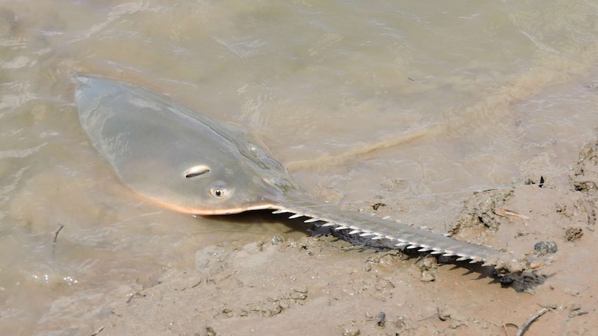 A sawfish on a river bank with fishing line coming from its mouth.