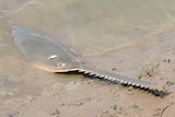 A sawfish on a river bank with fishing line coming from its mouth.