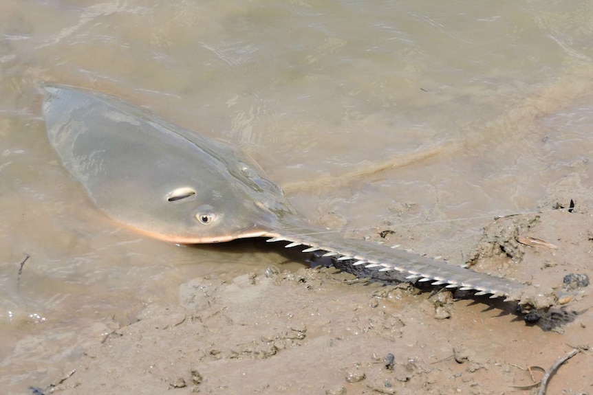A sawfish on a river bank with fishing line coming from its mouth.