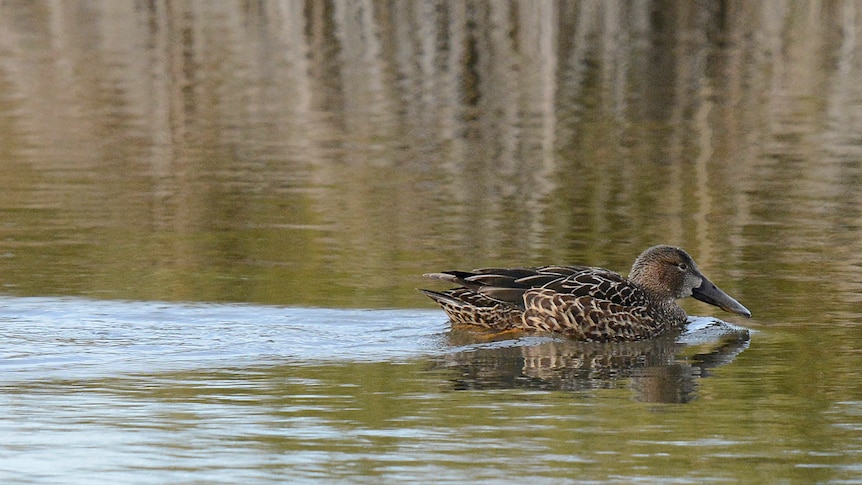 One Australian Shoveler duck, on the right of the frame, on the water in Tasmania