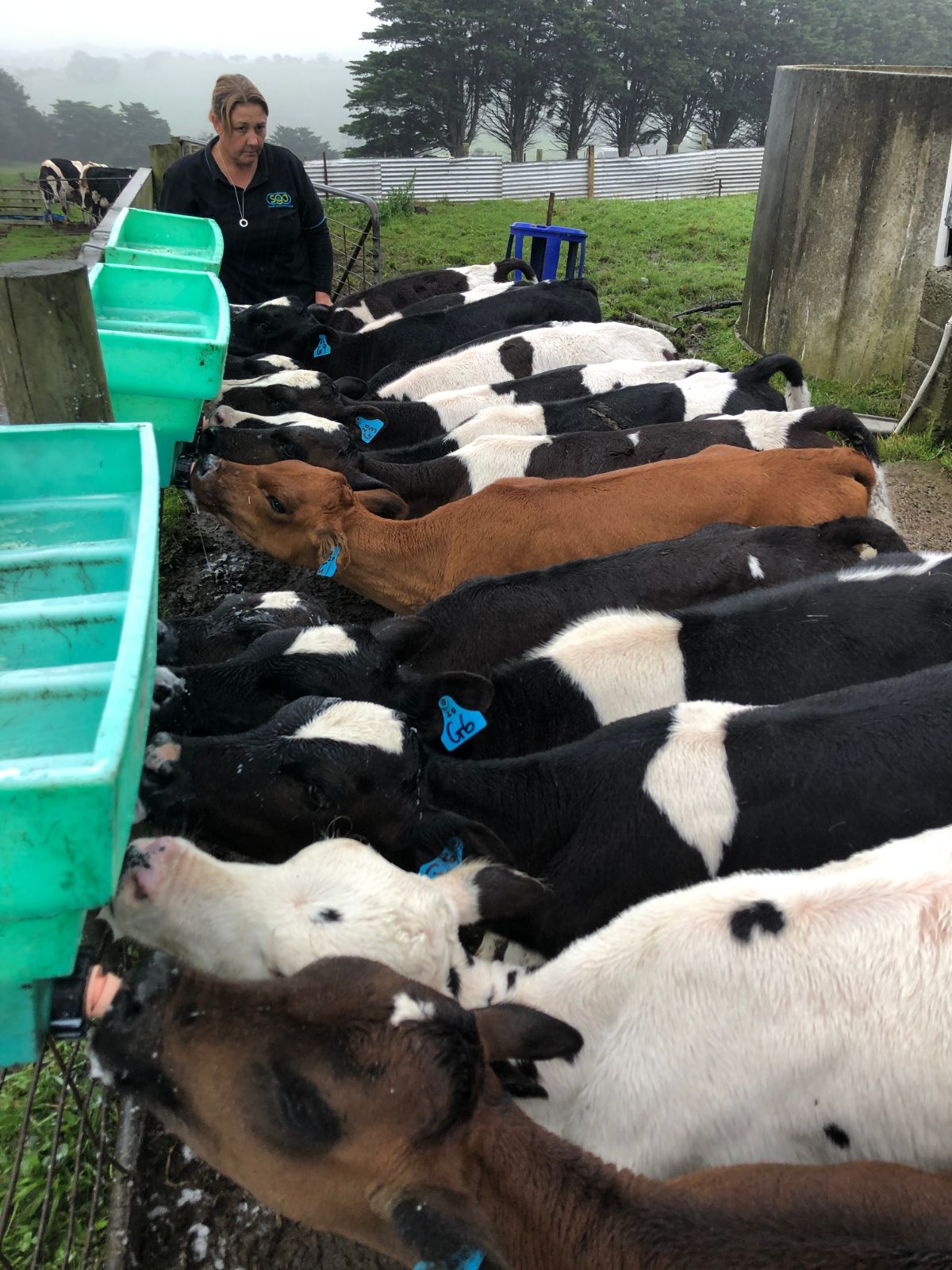 Your next health supplement could be the same thing cows feed their