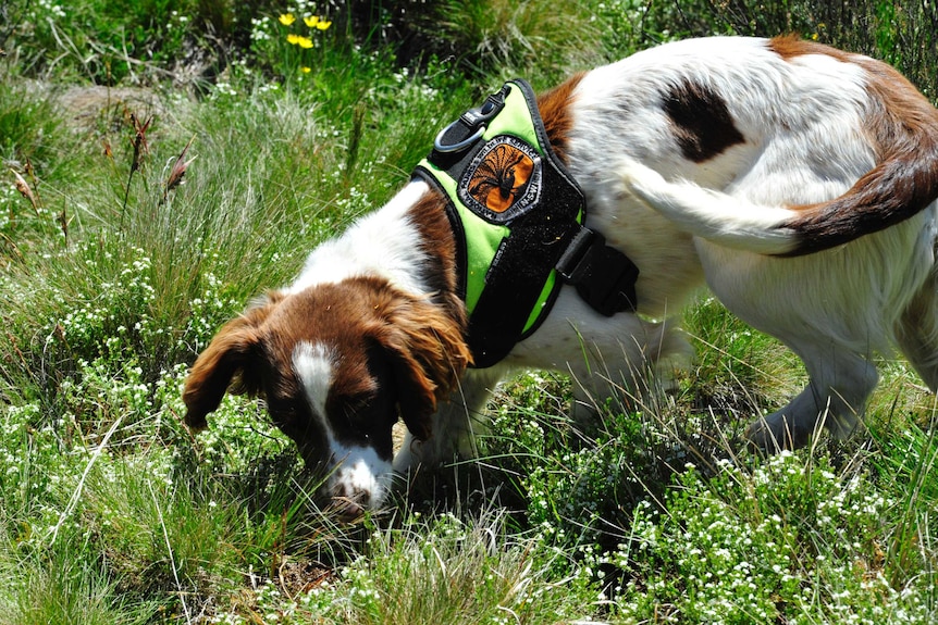 A dog works in grassland.