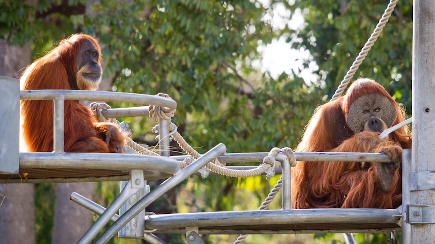 Orangutans Utama and Hsing Hsing at Perth Zoo, June 19, 2014.