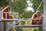 Orangutans Utama and Hsing Hsing at Perth Zoo.