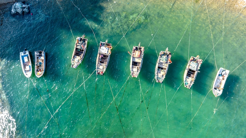 aerial view of small boats linked by crisscrossing ropes over a pale green sea