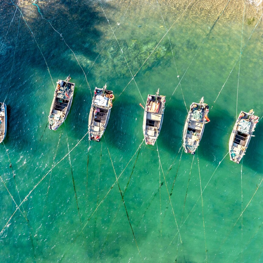 aerial view of small boats linked by crisscrossing ropes over a pale green sea
