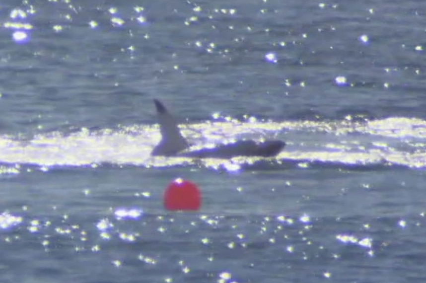 A shark in the ocean with its fin and part of its body visible above the water line.