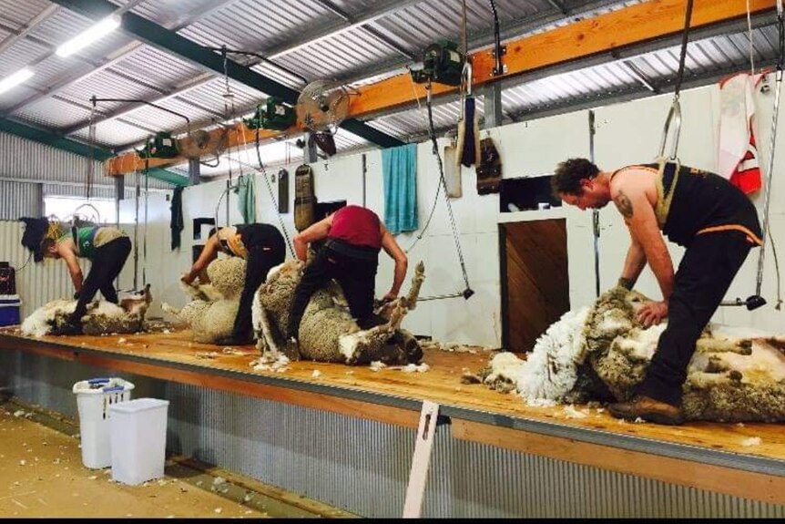 Men shearing sheep on a stand