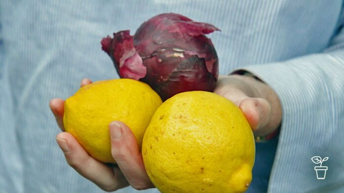 Hand holding two lemons and an onion