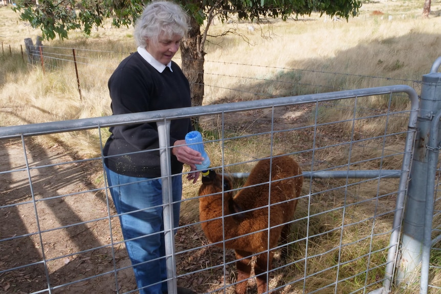 An older woman on a farm feeding an alpaca.