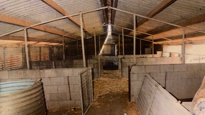 A tin pig shed with stalls separated by brick walls