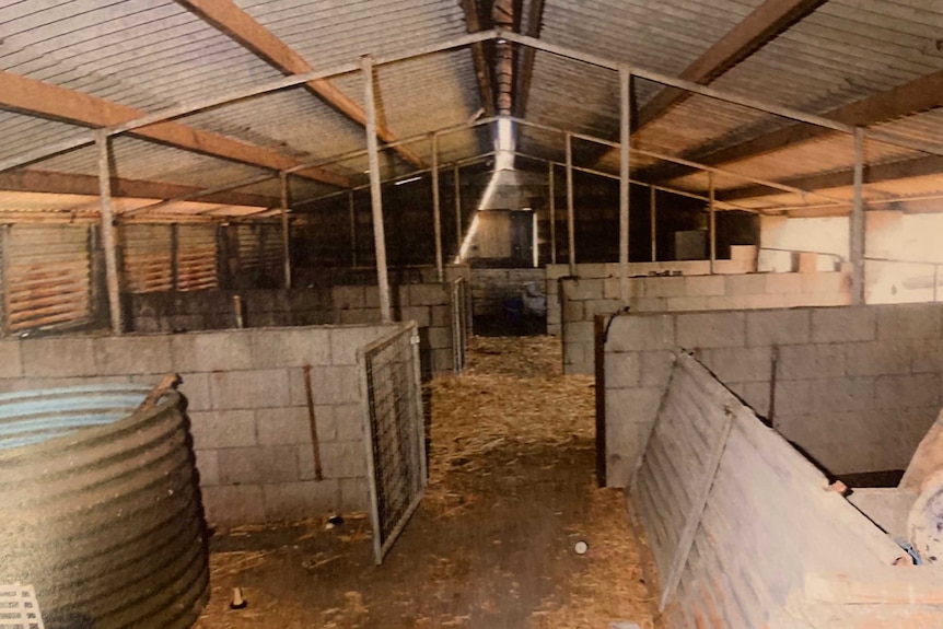 A tin pig shed with stalls separated by brick walls