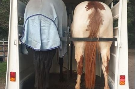 Two horses standing in a horse trailer.