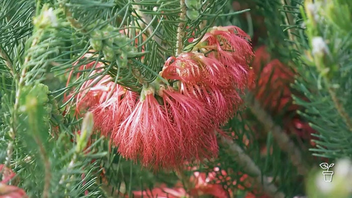 Plant with feathery red flowers growing on it