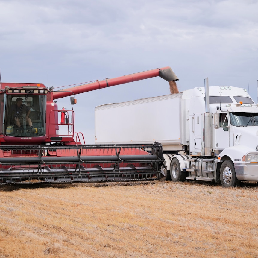 a red harvester driven by a famer in a paddock drops lentils into a white truck