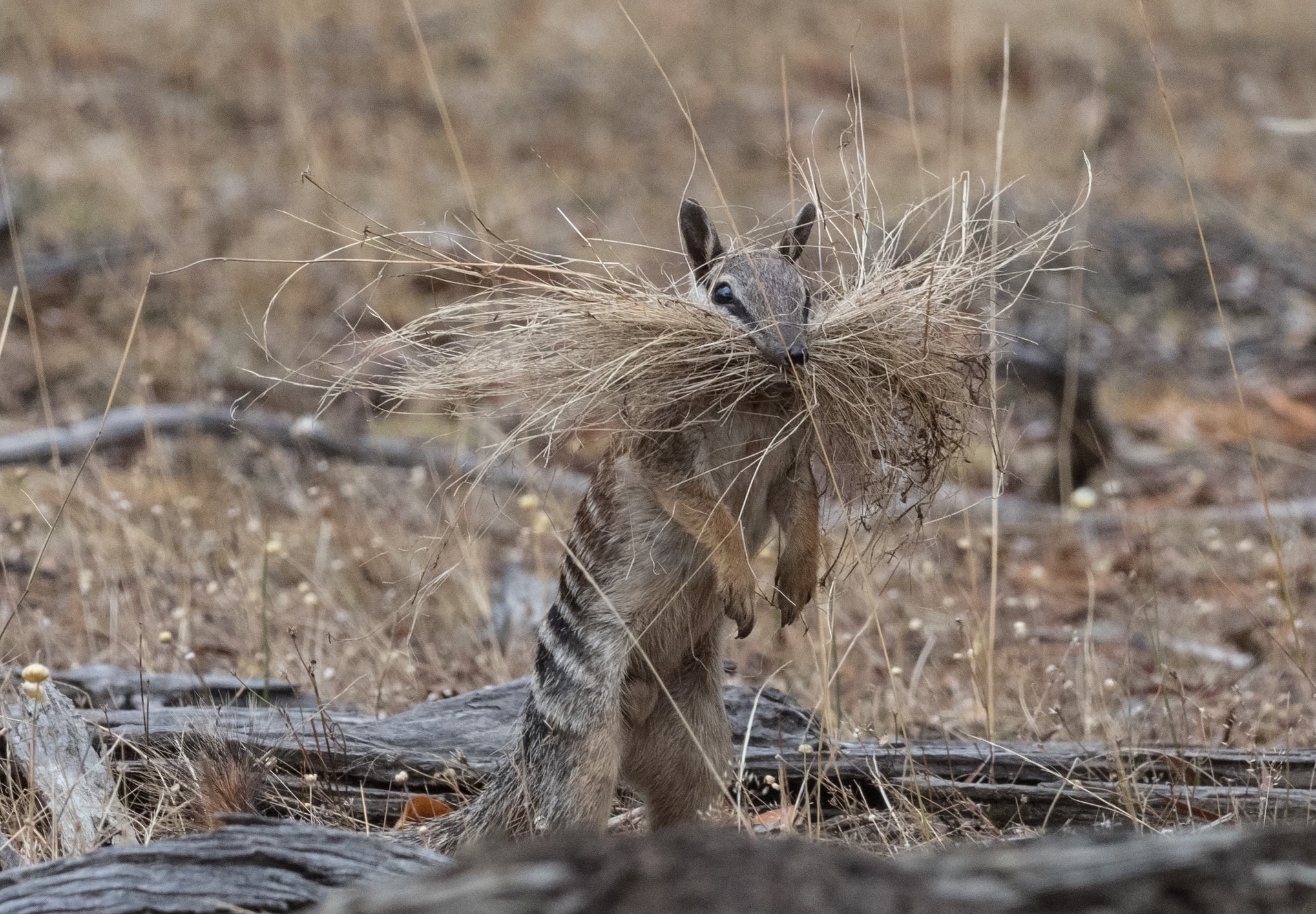 Numbat standing on hind legs holding a bunch of grass in its mouth.  