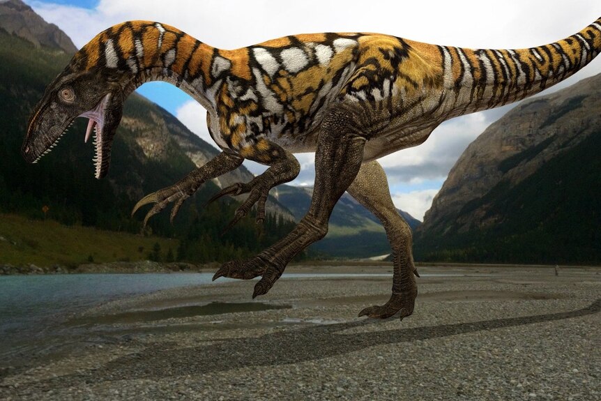 An illustration of the the Australian dinosaur, the Australovenator.