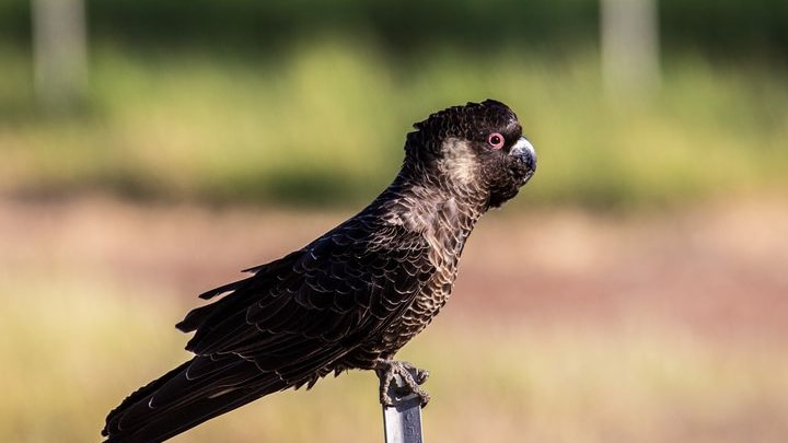 A black cockatoo sits on a wooden fence post, facing right, against a green background.