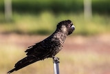 A black cockatoo sits on a wooden fence post, facing right, against a green background.