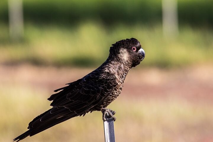A black cockatoo sits on a wooden fence post, facing right, against a green background