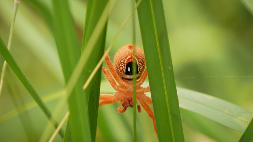 A light brown spider in grass with a distinctive marking on its belly