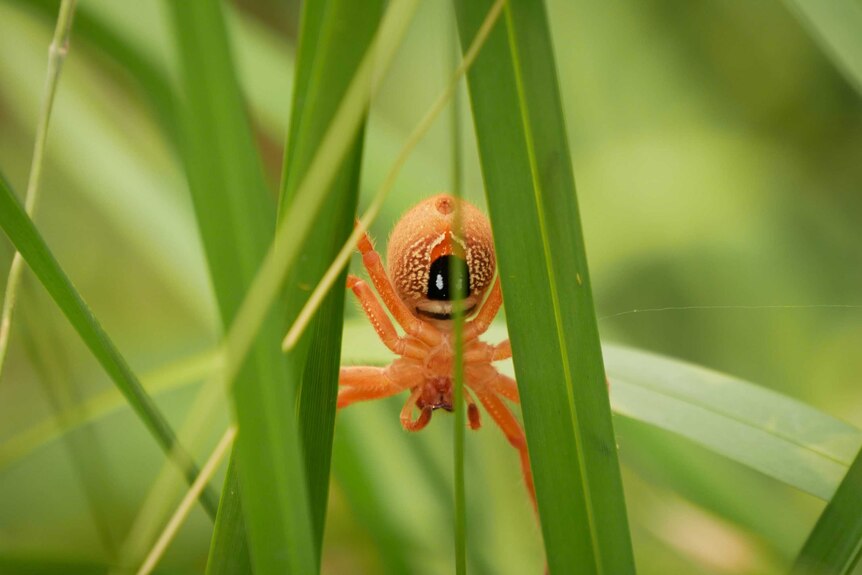 A light brown spider in grass with a distinctive marking on its belly