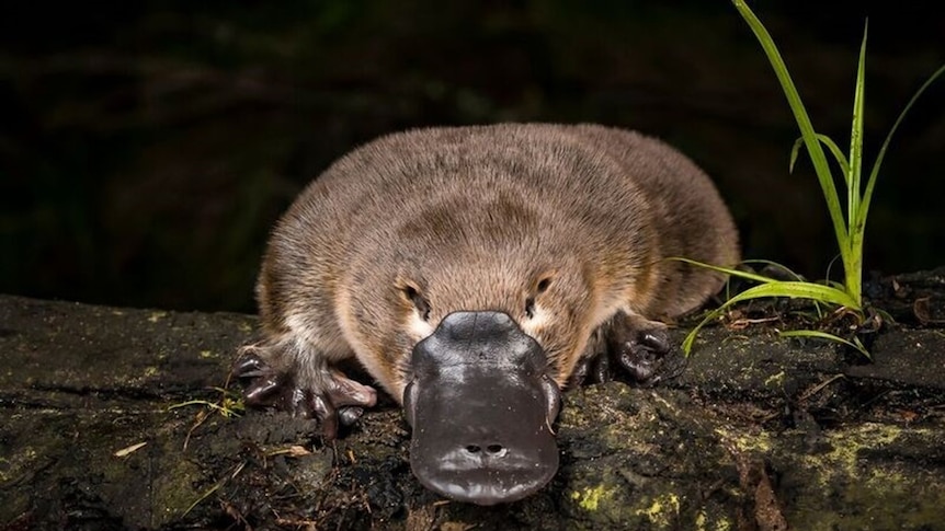 A platypus on a log