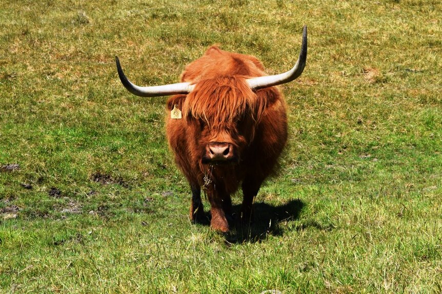 A Highland cow at South Gippsland's Foster North.