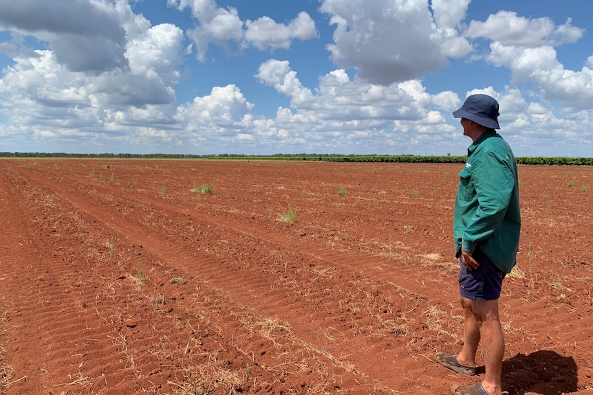 A man standing and looking out on a field of red dirt under a blue sky with white clouds