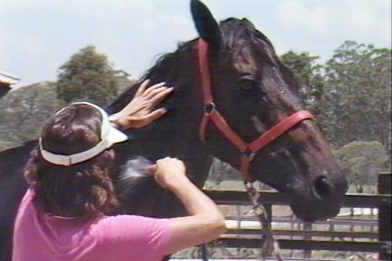 A woman with a pink shirt and visor hosing down a brown racehorse.