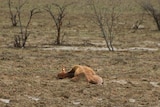 Bogged cattle lie on the ground in north-west Queensland after the February floods.
