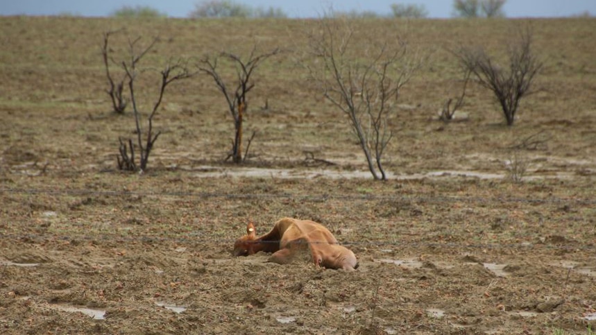 Bogged cattle lie on the ground in north-west Queensland after the February floods.