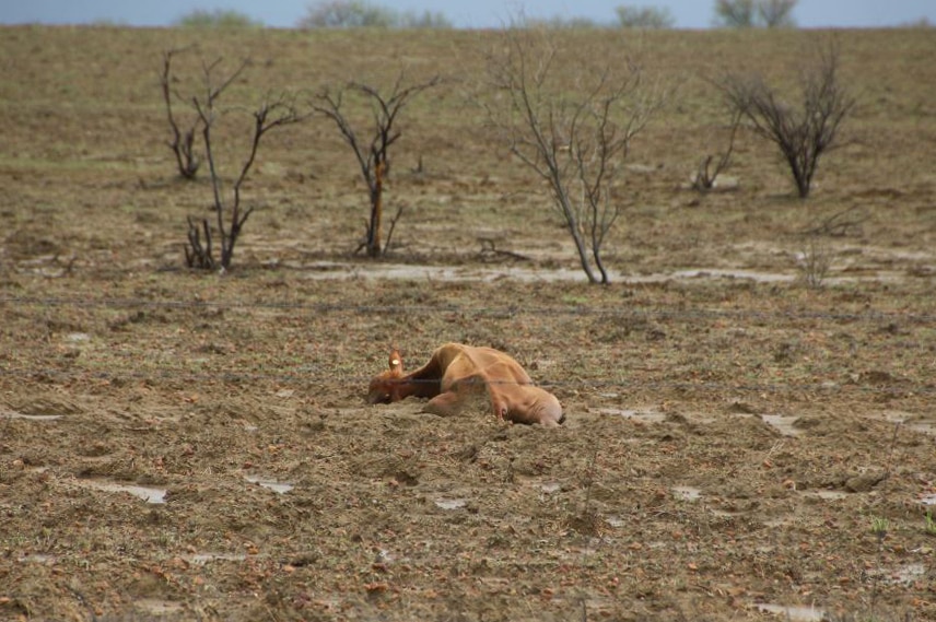 Bogged cattle lie on the ground in north west Queensland after the February floods.