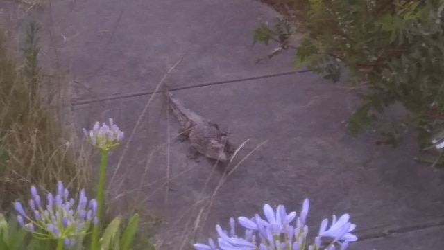 A crocodile found on a street in Heidelberg Heights.