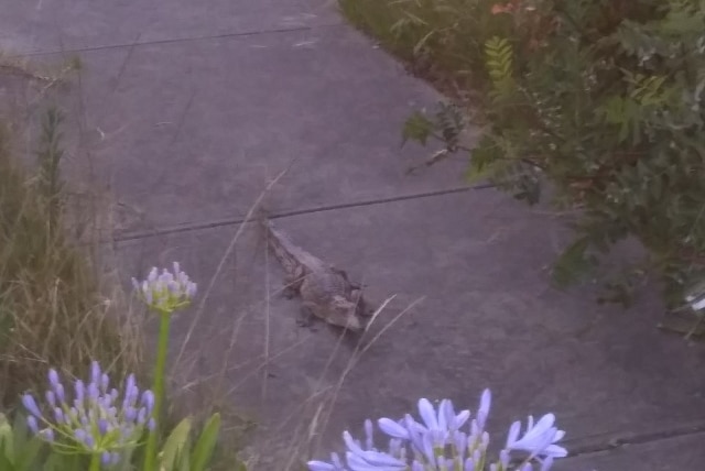 A crocodile found on a street in Heidelberg Heights.