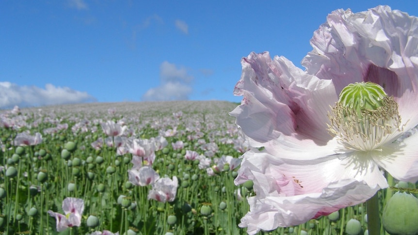 poppy flowers in the field