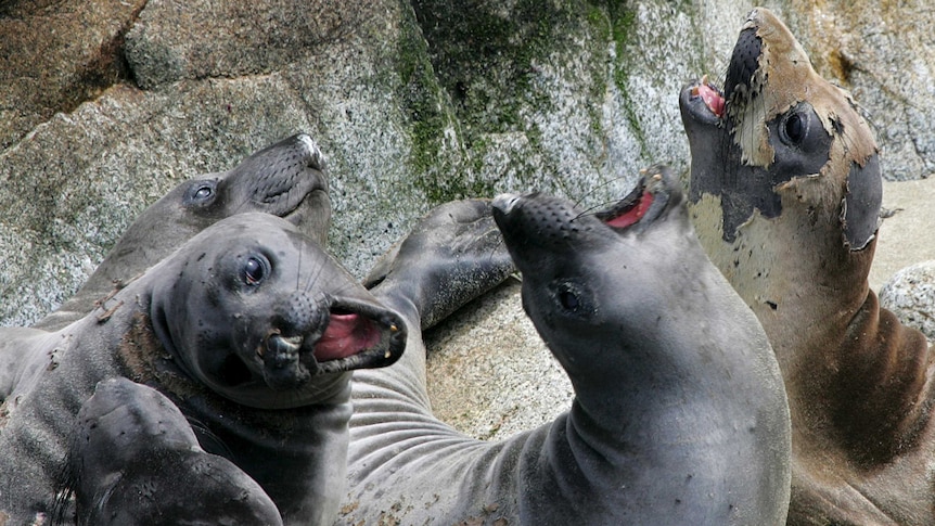A Horde of Elephant Seals Conquered a California Beach During the Shutdown, Smart News