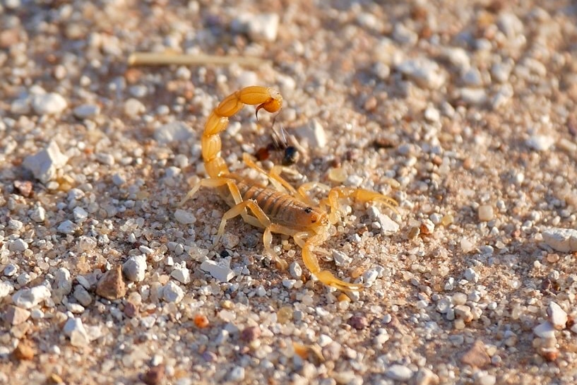 A small desert scorpian spotted south of Tilpa along the Darling River 