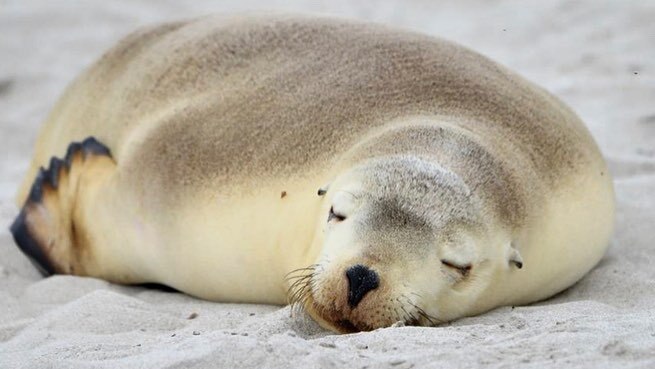 A sea lion sleeps on the beach.