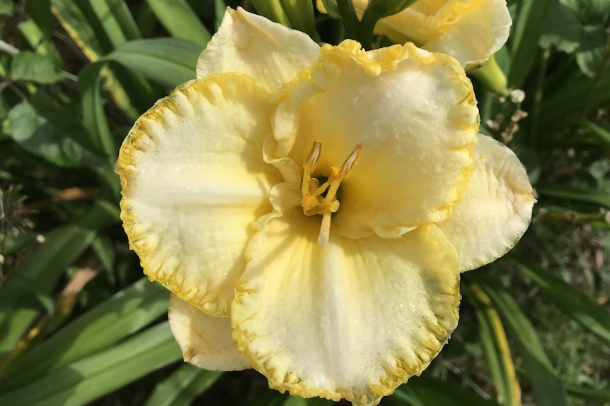 Close up of yellow flower.