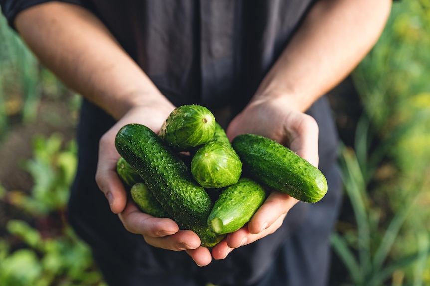 Hands holding freshly picked cucumbers that are ideal for pickling, one variety of the vegetable.