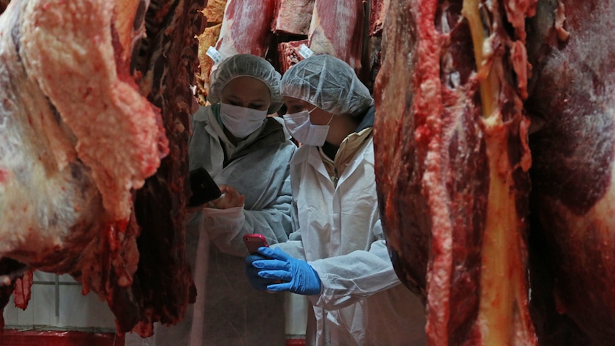 Two students wearing protective clothing stand between carcasses looking at their phones.