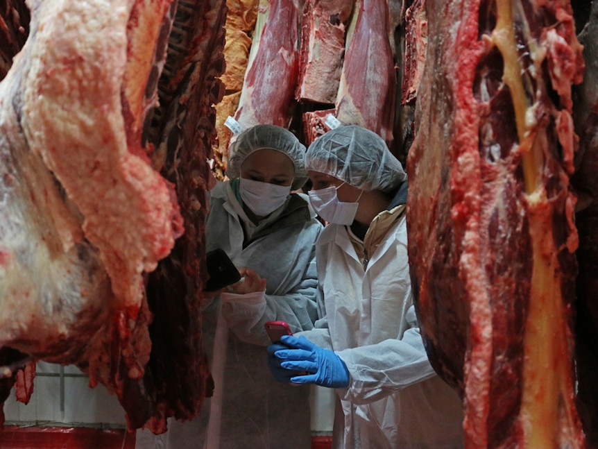 Two students wearing protective clothing stand between carcasses looking at their phones.